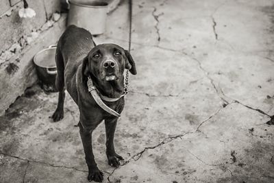 High angle portrait of dog standing on footpath