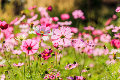 Close-up of pink flowers growing on field