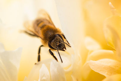 Honey bee on bright white yellow peony flower, close up of bee at work polinating the flower. 