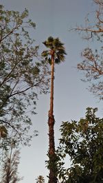 Low angle view of coconut palm tree against sky