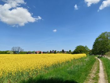 Scenic view of agricultural field against sky