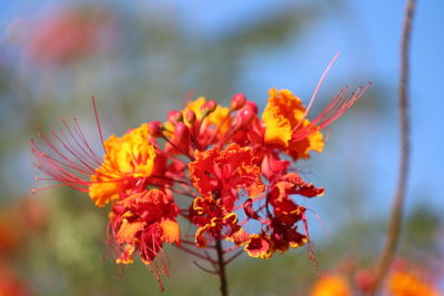 Close-up of flowers against blurred background