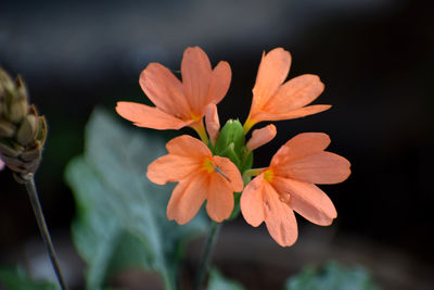 Close-up of orange flowering plant