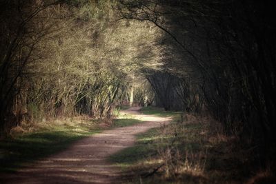 Road amidst trees in forest