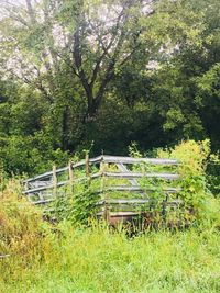 Trees and plants on field in forest