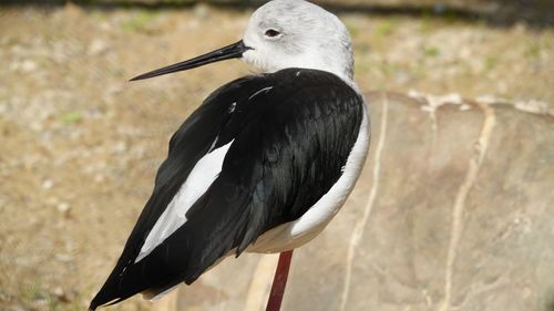 A black-winged stilt