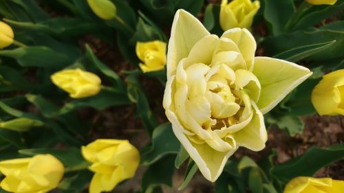 Close-up of yellow rose