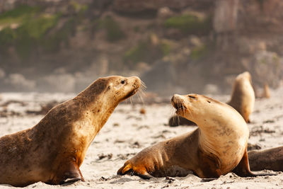 High angle view of sea lion