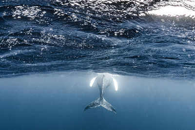 Close-up of fish swimming in sea