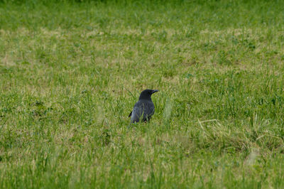 Bird perching on a field