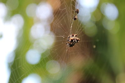 Close-up of spider on web