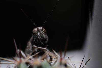 Close-up of spider against black background