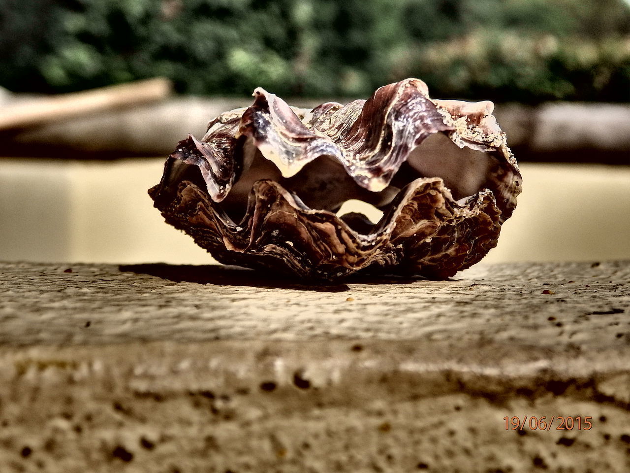 CLOSE-UP OF DRIED LEAF ON WOOD