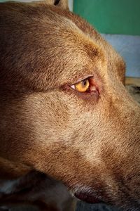 Close-up of a dog looking away