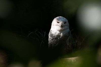 Close-up portrait of eagle