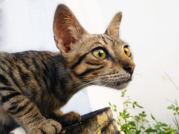 Close-up of a cat looking away