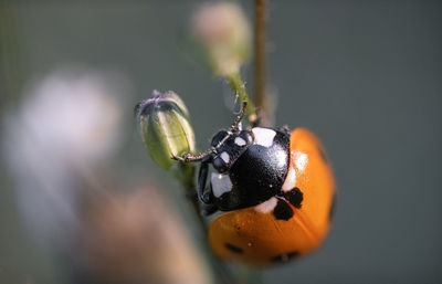 Close-up of ladybug