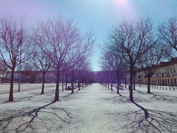 Bare trees against sky