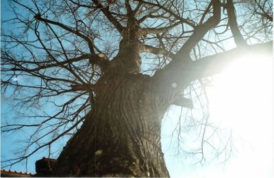 Low angle view of bare trees against sky