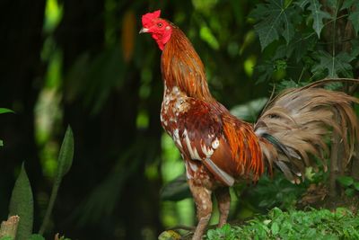 domestic animals