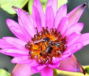 Close-up of bee on pink flower