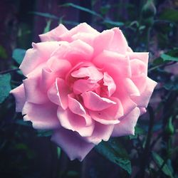Close-up of pink rose