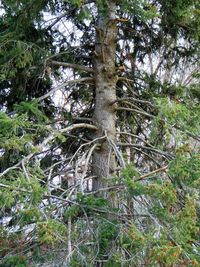 Low angle view of trees in forest