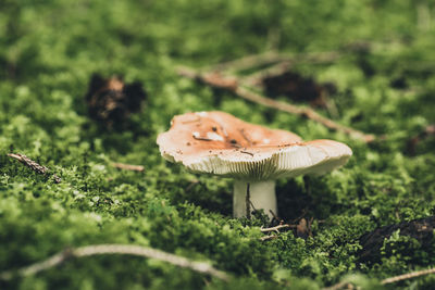 Close-up of mushroom on field