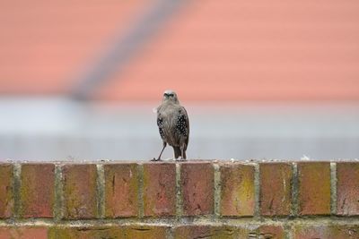 Close-up of seagull perching on retaining wall