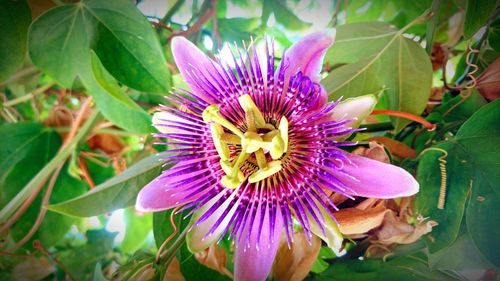 Close-up of purple flower blooming outdoors