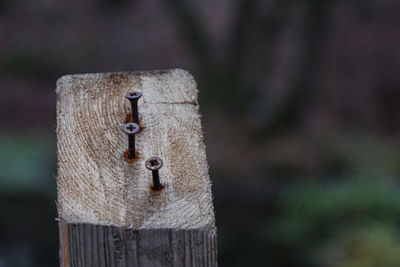 Close-up of old wooden post