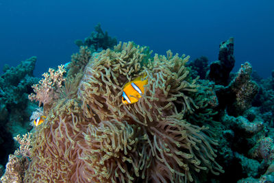 Fish in sea