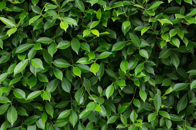 Full frame shot of plants