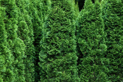 Thuja occidentalis trees growing like a green hedge