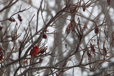 Northern cardinal perching on bare tree