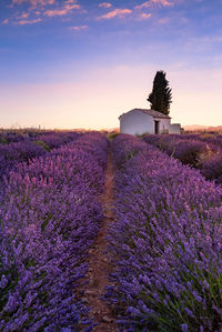 Lavender fields in plateau de valensole with a stone house in summer. alpes de haute provence
