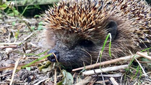 High angle view of an animal on field
