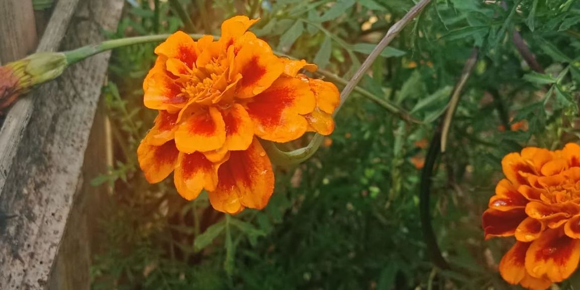 plant, flowering plant, flower, beauty in nature, freshness, yellow, growth, orange color, nature, petal, flower head, fragility, close-up, inflorescence, no people, marigold, focus on foreground, plant part, day, wildflower, leaf, botany, outdoors, green, macro photography