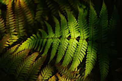 Close-up of fern leaves