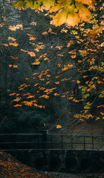 View of trees during autumn