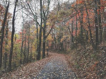 Trees in forest during autumn