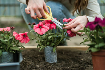 Midsection of woman picking flowers