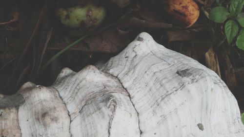 Close-up of dead tree