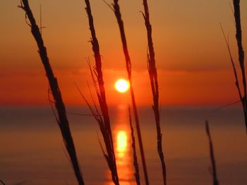 Close-up of silhouette plants against orange sunset sky