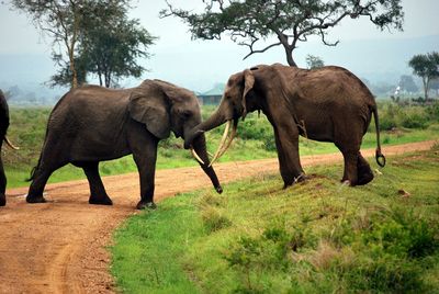 Elephants on landscape against sky