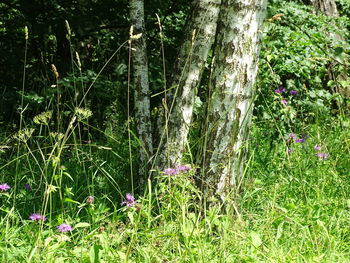 Purple flowering plants on land in forest