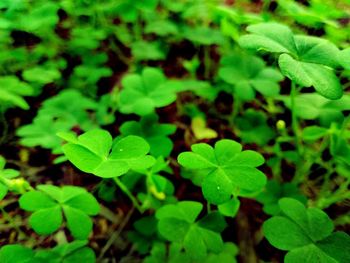 Full frame shot of green leaves