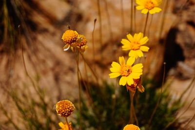 Close-up of yellow flowers