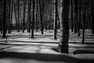 Trees in forest