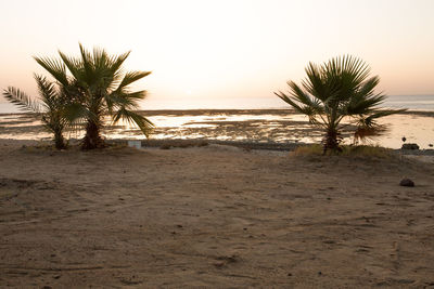 Palm trees on beach against sky during sunset